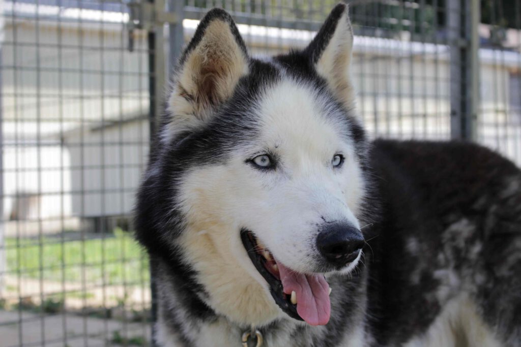 Vladi Nothilfe für Polarhunde