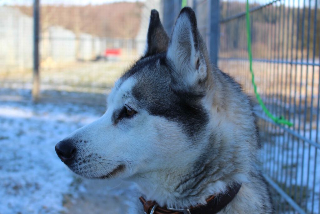 Nena Nothilfe für Polarhunde