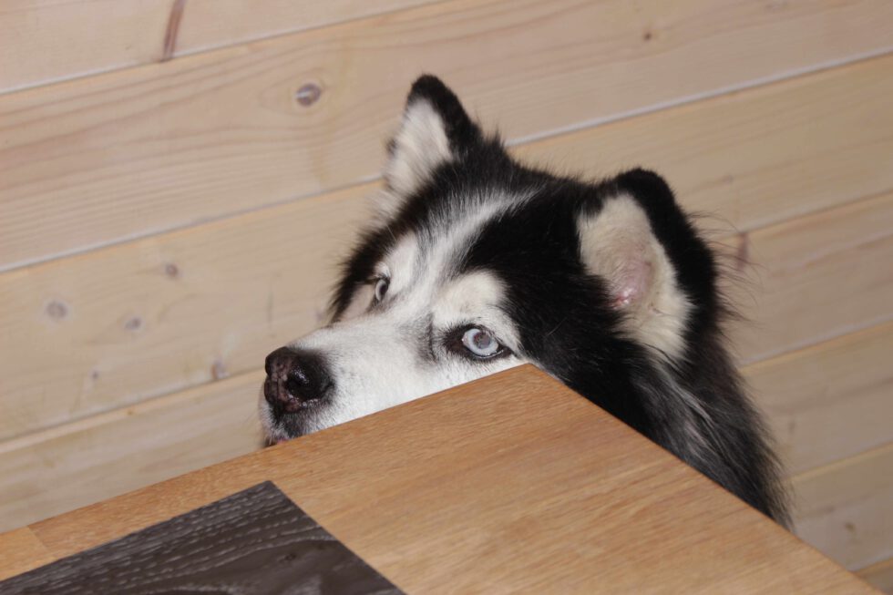 Jacky | Nothilfe für Polarhunde