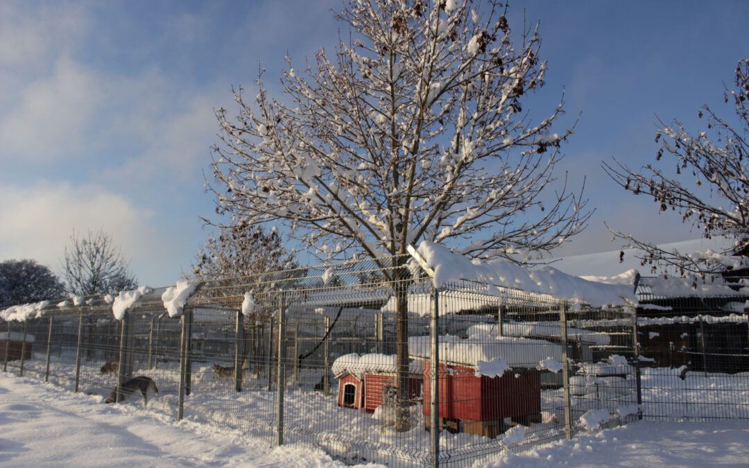 Weihnachtsmarkt / 02.12.2023