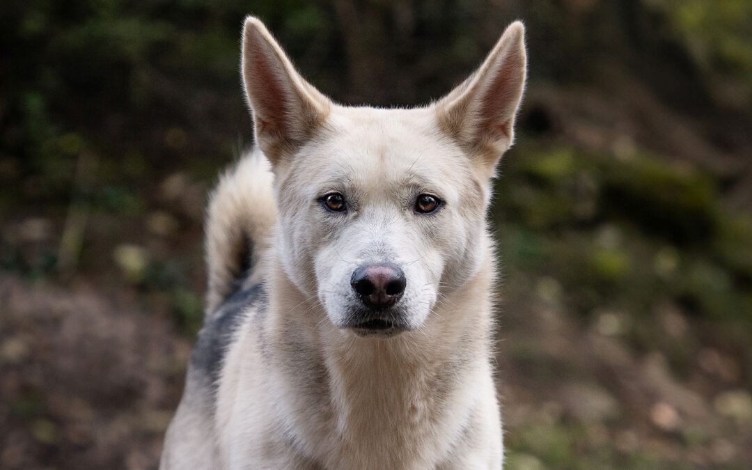 11 Samojeden-Husky-Mischlinge