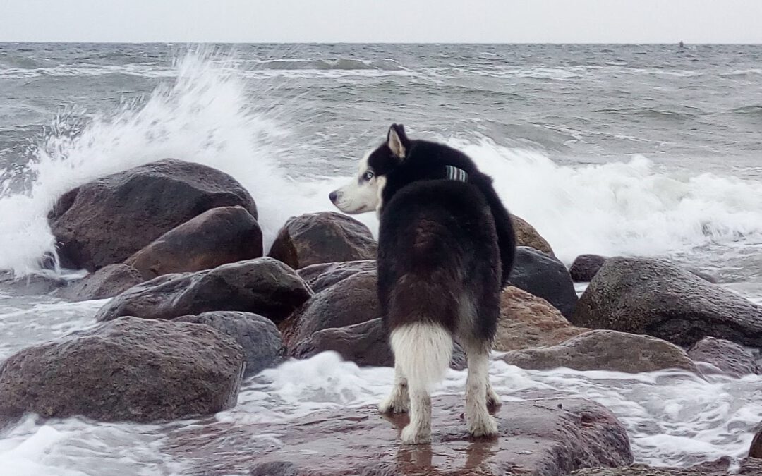 Inuk (ehemals Loki)