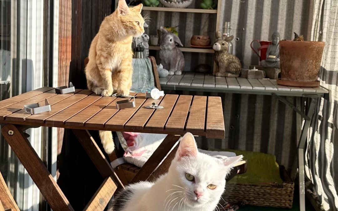 Mio & Timmi