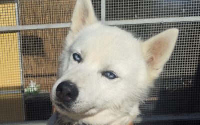 Nora