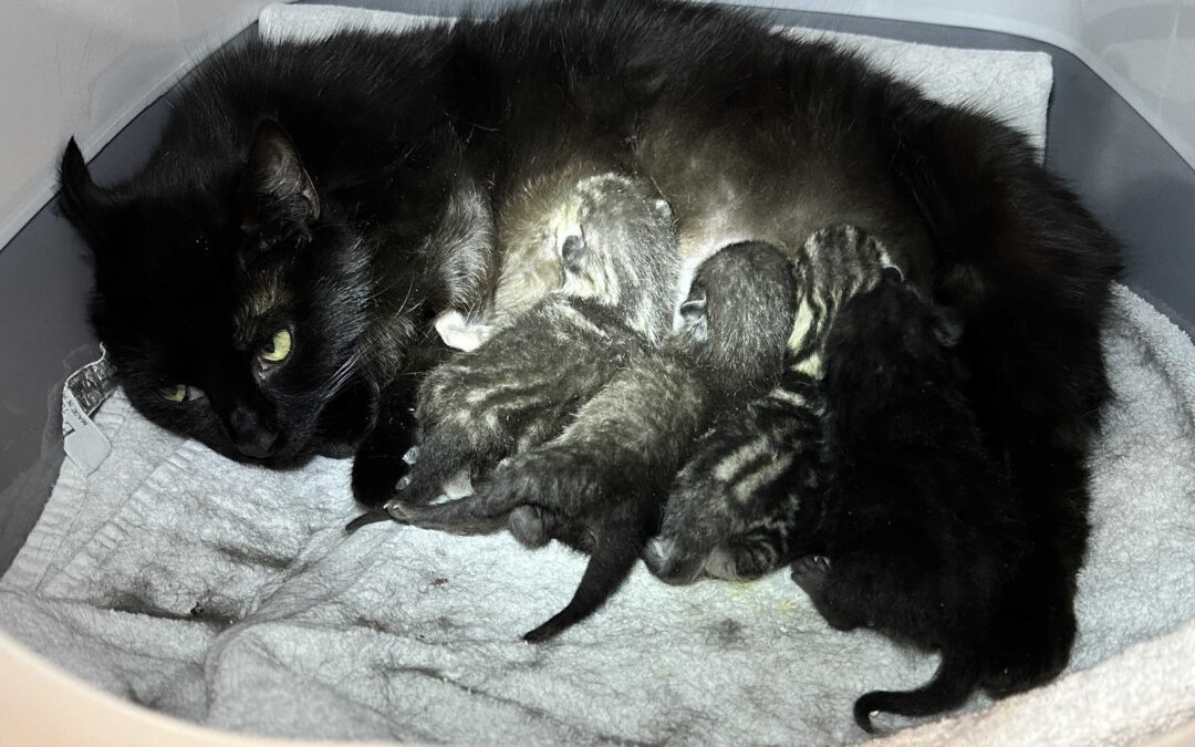 Ciara & 5 Kitten
