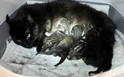 Ciara & 5 Kitten