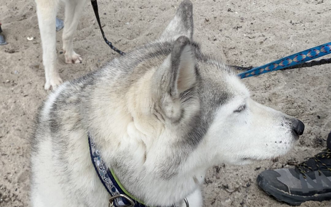 Senja (ehemals Mystica)