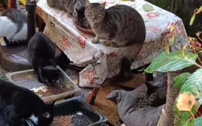 Dringender Spendenaufruf