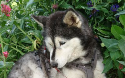 Chara (ehemals Maya)