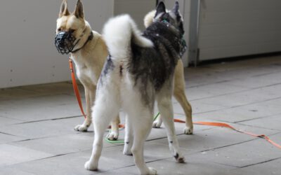 Tierheim-Coaching-Tag in der Station