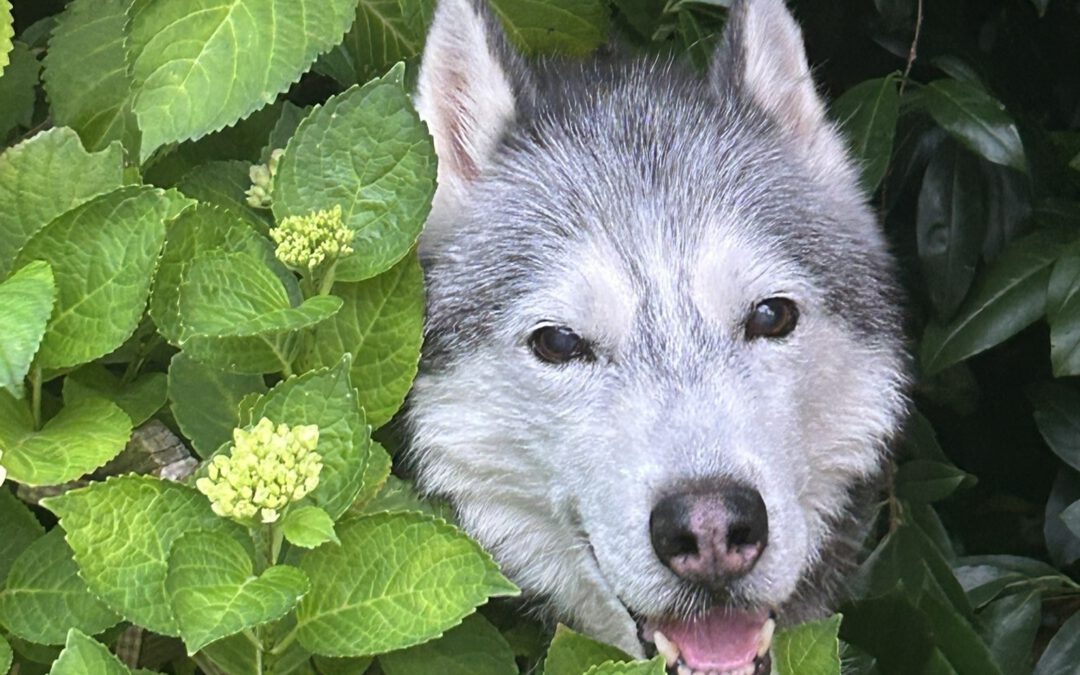 Pino (ehemals Shiro)