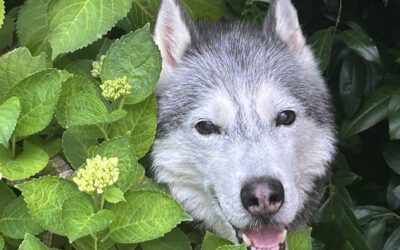 Pino (ehemals Shiro)