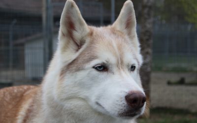 Nanuk