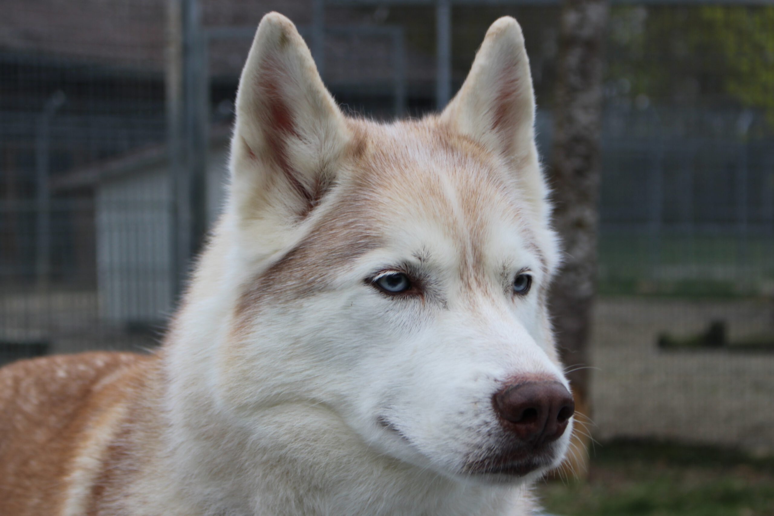 m_Nanuk _Beitragsbild