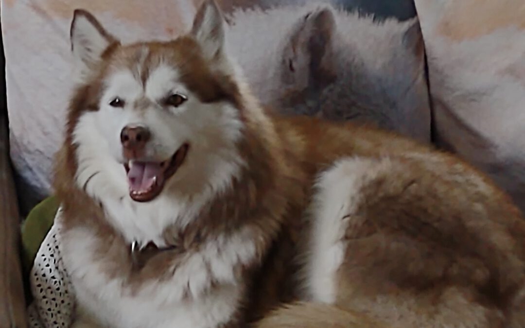 Loona
