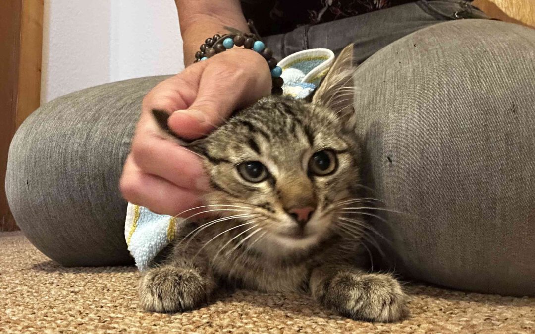 Ein persönliches Update unserer Katzenhilfe