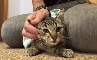 Ein persönliches Update unserer Katzenhilfe