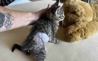 News von der Katzenhilfe